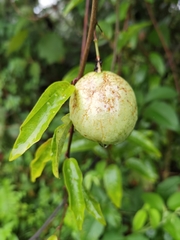 Passiflora lancearia