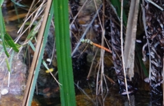 Anax aurantiacus