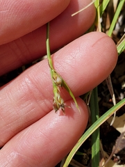 Carex rossii