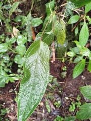 Anthurium microspadix