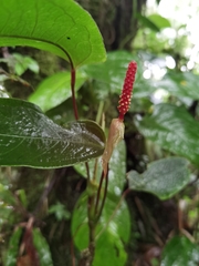Anthurium microspadix