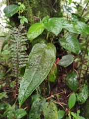 Anthurium microspadix