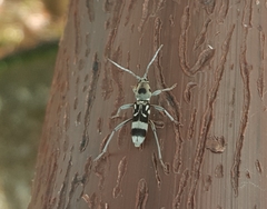 Chlorophorus macaumensis