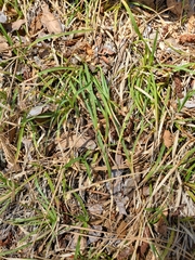 Carex rossii