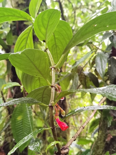 Glossoloma pycnosuzygium