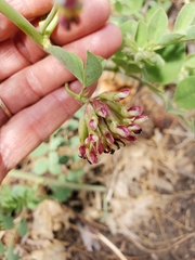 Hosackia crassifolia crassifolia