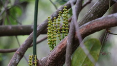 Gnetum luofuense