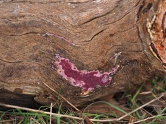 Ceriporia purpurea
