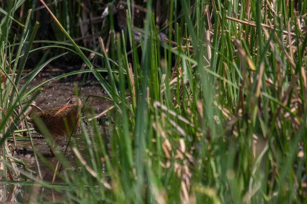 Aztec Rail from Villa Corona, Jal., Mexiko on May 29, 2021 at 05:25 AM ...