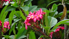 Plumeria rubra