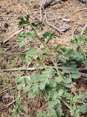 Hosackia crassifolia crassifolia