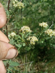 Spiraea crenata