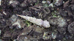 Turritella