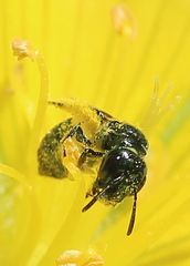 Ceratina acantha