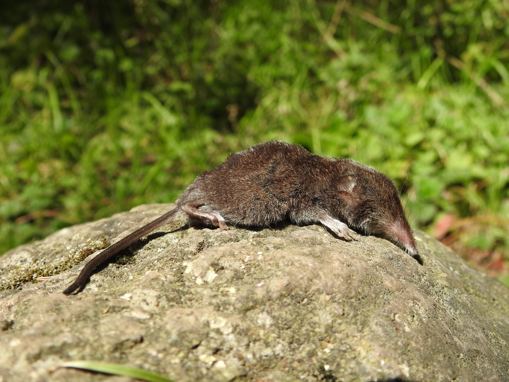 Mexican Long-Tailed Shrew