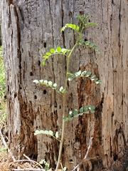Hosackia crassifolia crassifolia