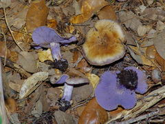 Asproinocybe