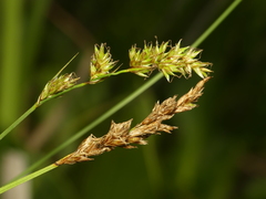 Carex prairea