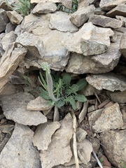 Caulanthus crassicaulis