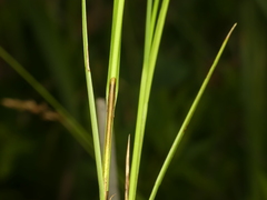 Carex prairea