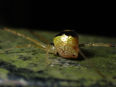 Thwaitesia glabicauda