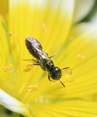 Ceratina acantha