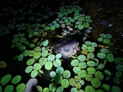 Kinosternon creaseri