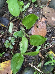 Epipremnum aureum