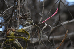Tillandsia intermedia