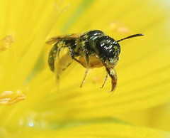 Ceratina acantha