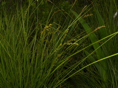 Carex prairea