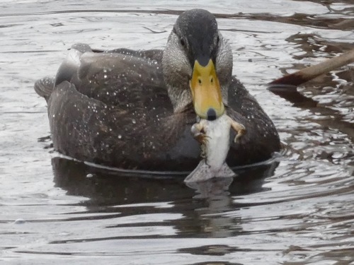 American Black Duck, photo 7 of 9
