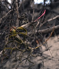 Tillandsia intermedia