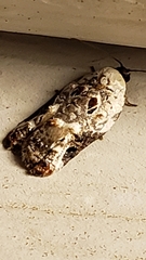 Acleris nivisellana