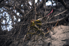 Tillandsia intermedia