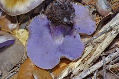 Asproinocybe