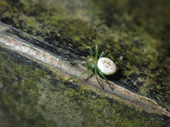 Aoaraneus pentagrammicus