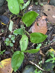 Epipremnum aureum