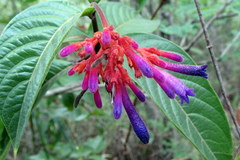 Palicourea vacillans