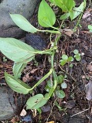 Epipremnum aureum