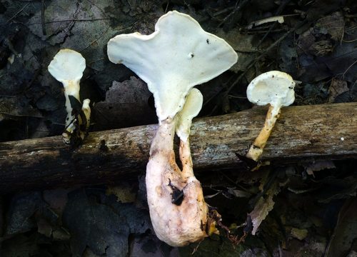 Loweomyces fractipes (Berk. & M.A.Curtis) Jülich
