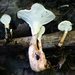 Loweomyces fractipes - Photo (c) tombigelow, some rights reserved (CC BY-NC), uploaded by tombigelow