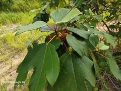 Ficus grossularioides