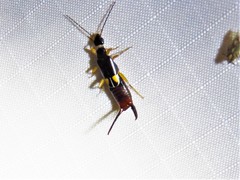 Spongiphoridae
