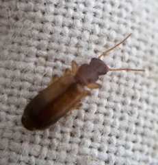 Paradromius linearis