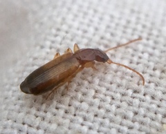 Paradromius linearis