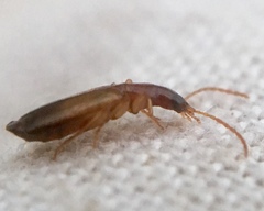 Paradromius linearis