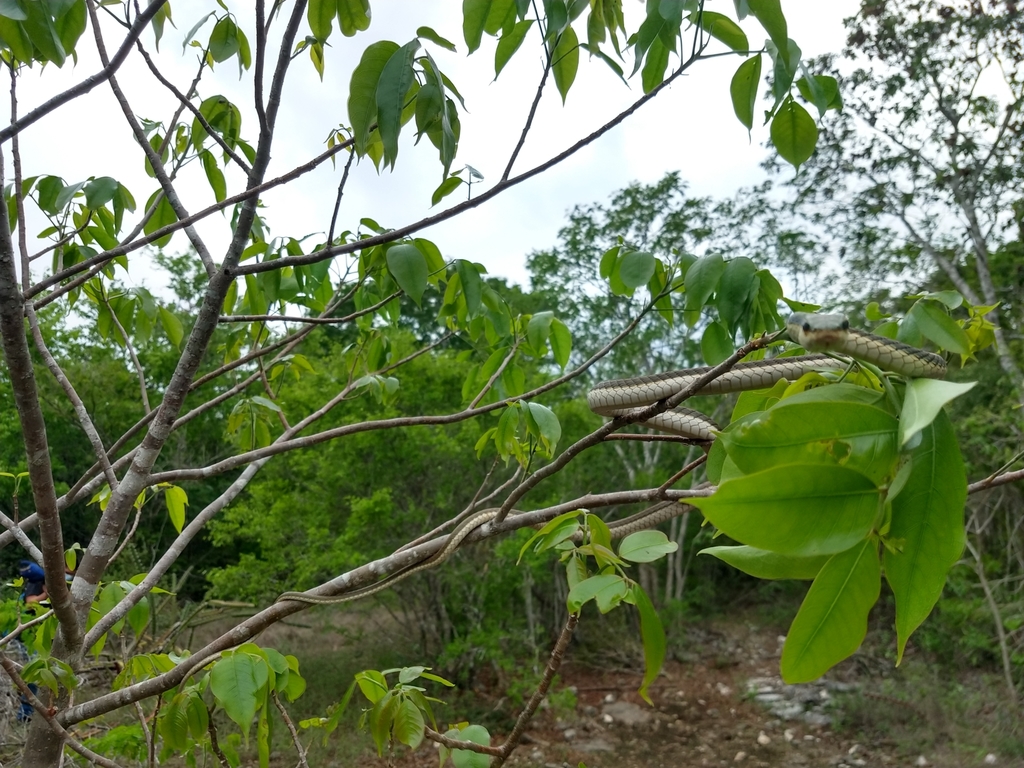 Yucatán Parrot Snake from Temozon Norte, Mérida, Yuc., México on May 23 ...