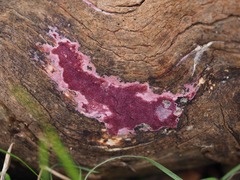 Ceriporia purpurea