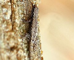 Lygodactylus verticillatus